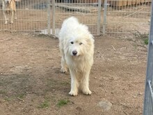 COSIMO, Hund, Maremmano in Italien - Bild 14