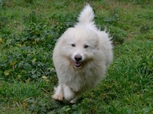 COSIMO, Hund, Maremmano in Italien - Bild 15
