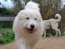 COSIMO, Hund, Maremmano in Italien - Bild 16