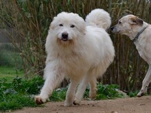 COSIMO, Hund, Maremmano in Italien - Bild 17
