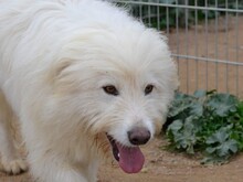 COSIMO, Hund, Maremmano in Italien - Bild 18