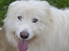 COSIMO, Hund, Maremmano in Italien - Bild 19