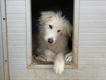 COSIMO, Hund, Maremmano in Italien - Bild 3