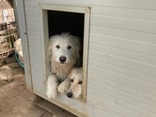 COSIMO, Hund, Maremmano in Italien - Bild 4