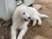 COSIMO, Hund, Maremmano in Italien - Bild 5