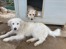 COSIMO, Hund, Maremmano in Italien - Bild 6