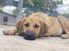 BARDO, Hund, Mischlingshund in Griechenland - Bild 10