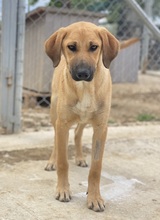 BARDO, Hund, Mischlingshund in Griechenland - Bild 9