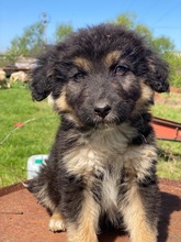 SIRIUSBLACK, Hund, Mischlingshund in Griechenland - Bild 19