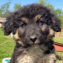 SIRIUSBLACK, Hund, Mischlingshund in Griechenland - Bild 20