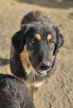 RUBEUSHAGRID, Hund, Mischlingshund in Griechenland - Bild 3