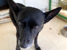 BLACK, Hund, Mischlingshund in Italien - Bild 2