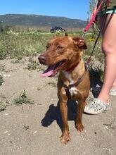 JACK, Hund, Podenco in Spanien - Bild 2