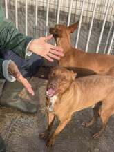 JACK, Hund, Podenco in Spanien - Bild 3