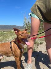 JACK, Hund, Podenco in Spanien - Bild 4