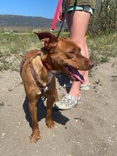 JACK, Hund, Podenco in Spanien - Bild 5