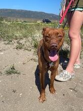 JACK, Hund, Podenco in Spanien - Bild 6