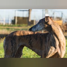 VENTOLERA, Hund, Galgo Español in Spanien - Bild 3