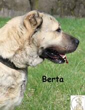 BERTA, Hund, Mischlingshund in Bosnien und Herzegowina - Bild 3