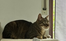 SOTO, Katze, Europäisch Kurzhaar in Spanien - Bild 7