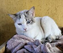 PRINCESS, Katze, Siam-Mix in Spanien