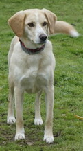 LIZA, Hund, Mischlingshund in Griechenland - Bild 3