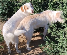 STELLE, Hund, Mischlingshund in Griechenland - Bild 2