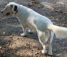 STELLE, Hund, Mischlingshund in Griechenland - Bild 5