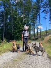 BEN, Hund, Mischlingshund in Erndtebrück - Bild 2