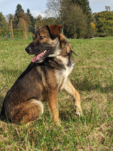 BEN, Hund, Mischlingshund in Erndtebrück - Bild 3