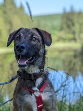 BEN, Hund, Mischlingshund in Erndtebrück - Bild 6