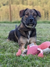 BEN, Hund, Mischlingshund in Erndtebrück - Bild 8