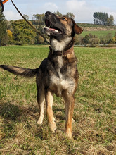 BEN, Hund, Mischlingshund in Erndtebrück - Bild 9