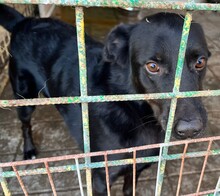 GARO, Hund, Mischlingshund in Kroatien - Bild 1