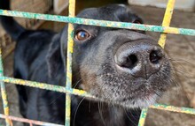 GARO, Hund, Mischlingshund in Kroatien - Bild 2