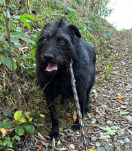 SHANI, Hund, Terrier-Mix in Kroatien - Bild 1