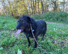 SHANI, Hund, Terrier-Mix in Kroatien - Bild 2