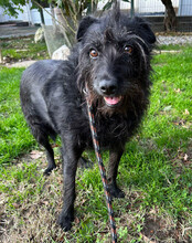 SHANI, Hund, Terrier-Mix in Kroatien - Bild 3