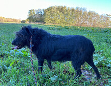 SHANI, Hund, Terrier-Mix in Kroatien - Bild 4