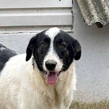 MANNI, Hund, Herdenschutzhund-Mix in Rumänien - Bild 1