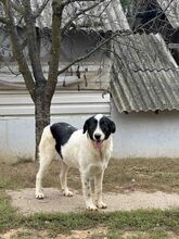 MANNI, Hund, Herdenschutzhund-Mix in Rumänien - Bild 3