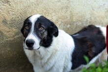 MANNI, Hund, Herdenschutzhund-Mix in Rumänien - Bild 4