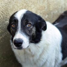 MANNI, Hund, Herdenschutzhund-Mix in Rumänien - Bild 5