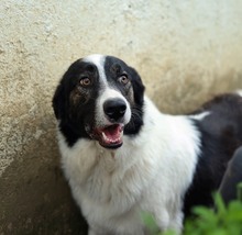 MANNI, Hund, Herdenschutzhund-Mix in Rumänien - Bild 6