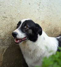 MANNI, Hund, Herdenschutzhund-Mix in Rumänien - Bild 7
