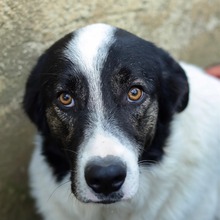 MANNI, Hund, Herdenschutzhund-Mix in Rumänien - Bild 8
