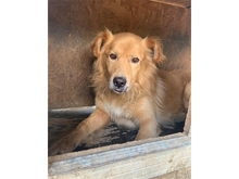 GOLDO, Hund, Mischlingshund in Rumänien