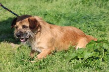 BEX, Hund, Cairn Terrier-Boston Terrier-Mix in Lohra-Reimershausen - Bild 4