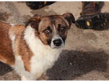 BERO, Hund, Mischlingshund in Rumänien