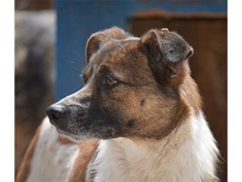 BERO, Hund, Mischlingshund in Rumänien - Bild 5